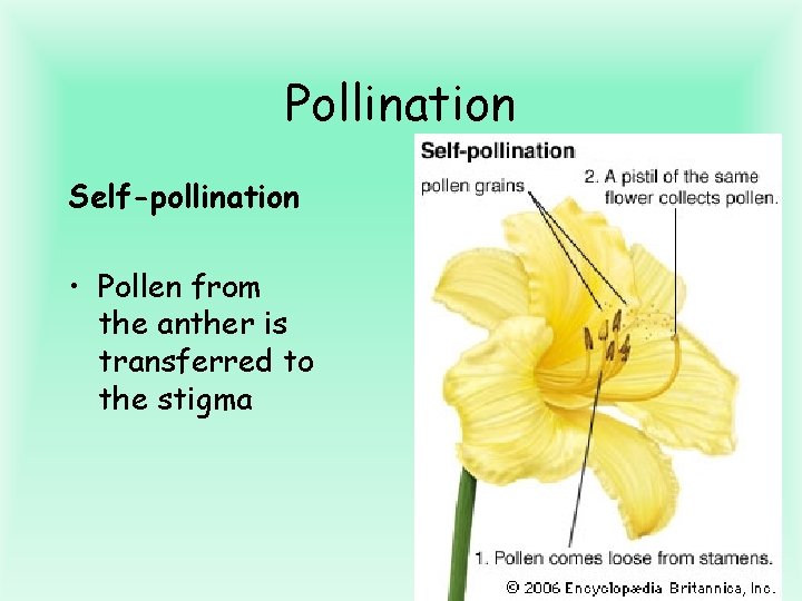 Pollination Self-pollination • Pollen from the anther is transferred to the stigma 