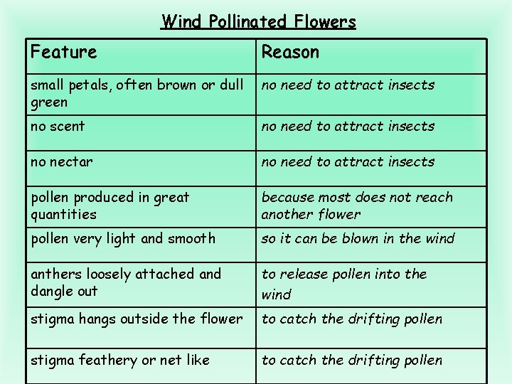 Wind Pollinated Flowers Feature Reason small petals, often brown or dull green no need