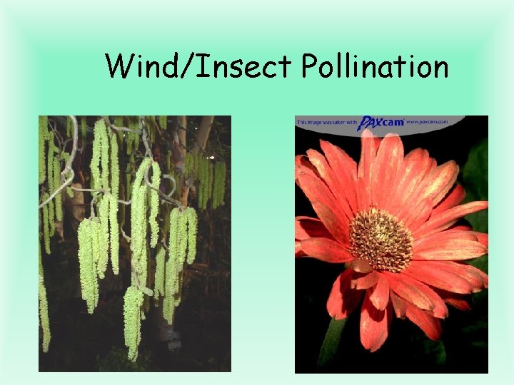 Wind/Insect Pollination 