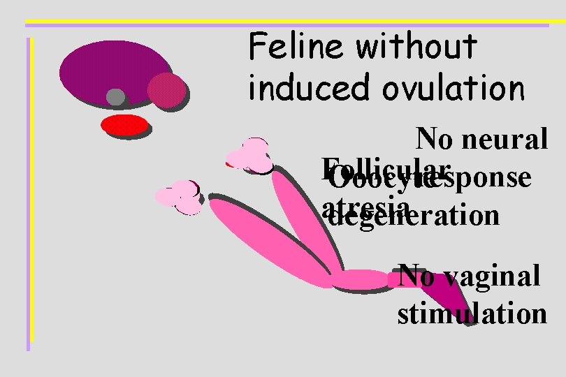 Feline without induced ovulation No neural Follicular response Ooocyte atresia degeneration No vaginal stimulation
