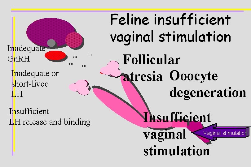 Inadequate Gn. RH Feline insufficient vaginal stimulation LH LH Inadequate or short-lived LH Insufficient