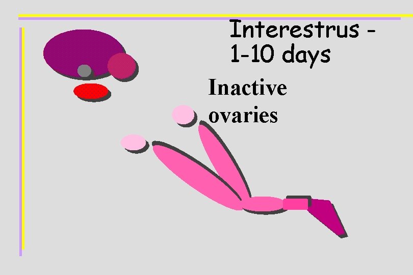 Interestrus 1 -10 days Inactive ovaries 