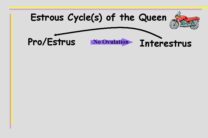 Estrous Cycle(s) of the Queen Pro/Estrus No Ovulation Interestrus 