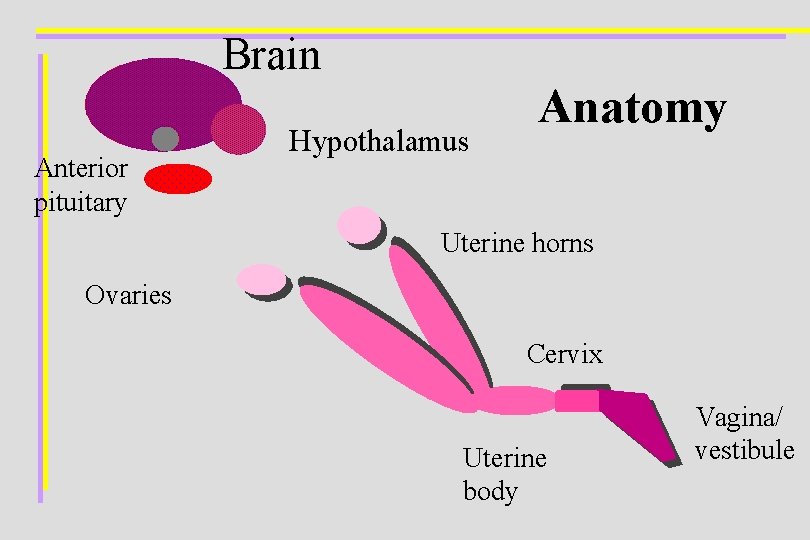 Brain Anterior pituitary Hypothalamus Anatomy Uterine horns Ovaries Cervix Uterine body Vagina/ vestibule 