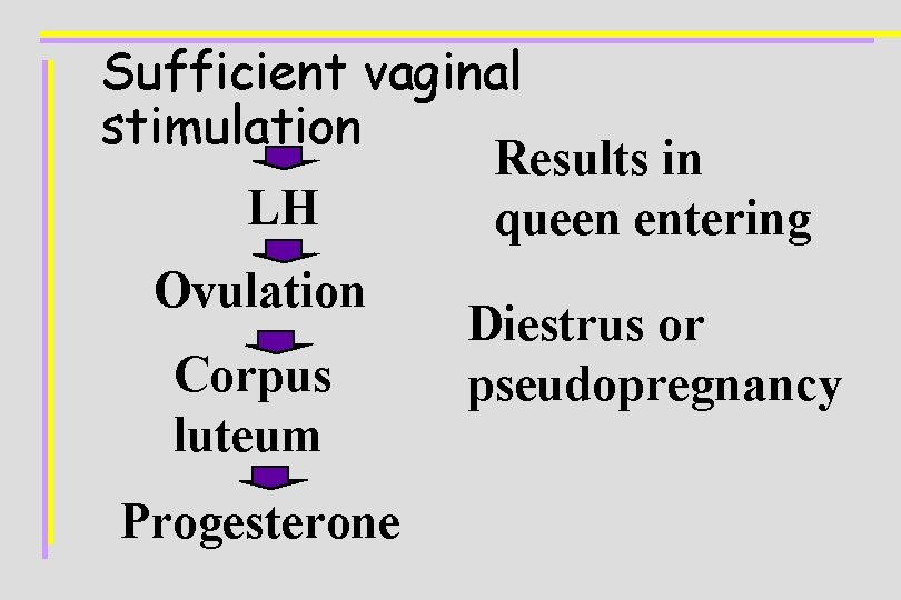 Sufficient vaginal stimulation Results in LH queen entering Ovulation Diestrus or Corpus pseudopregnancy luteum