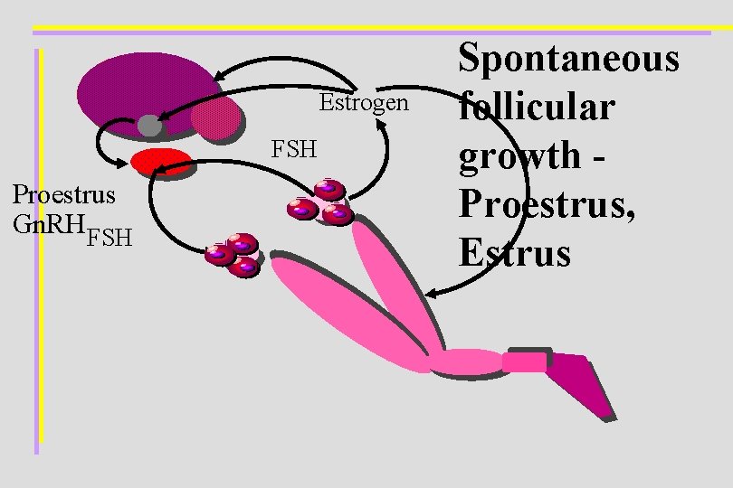 Estrogen FSH Proestrus Gn. RH FSH Spontaneous follicular growth Proestrus, Estrus 