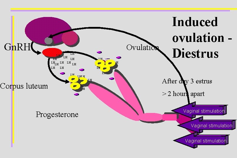 Gn. RH Ovulation LH LH LH LH Corpus luteum LH LHLH LH Progesterone LH