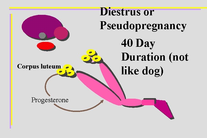 Diestrus or Pseudopregnancy Corpus luteum Progesterone 40 Day Duration (not like dog) 