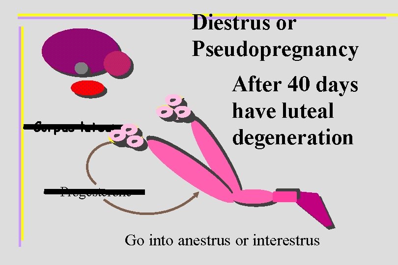 Diestrus or Pseudopregnancy After 40 days have luteal degeneration Corpus luteum Progesterone Go into