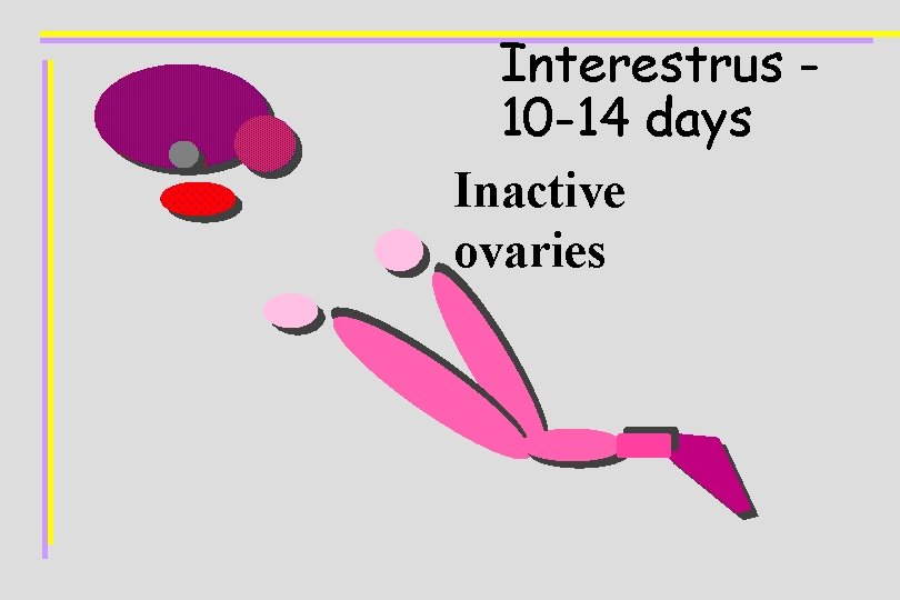 Interestrus 10 -14 days Inactive ovaries 