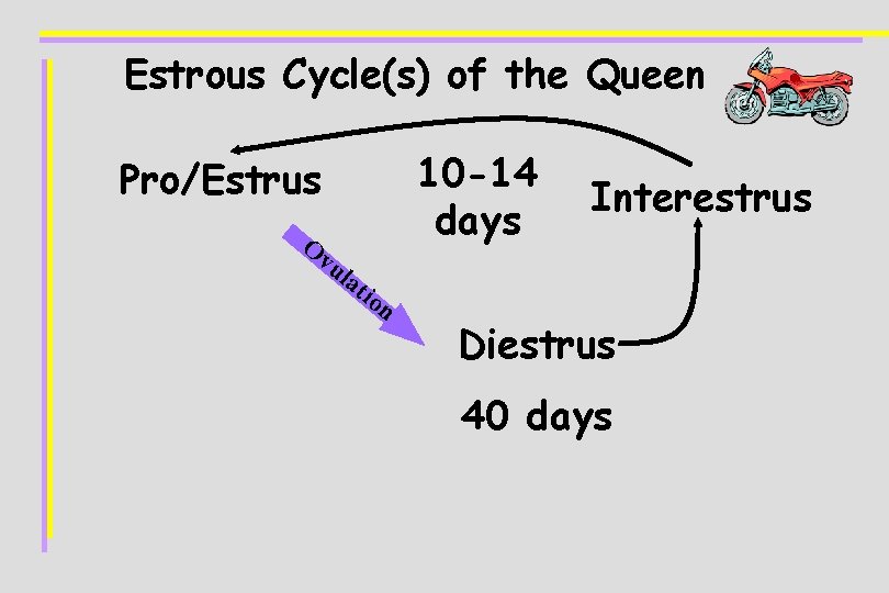 Estrous Cycle(s) of the Queen 10 -14 days Pro/Estrus Ov ul Interestrus at io