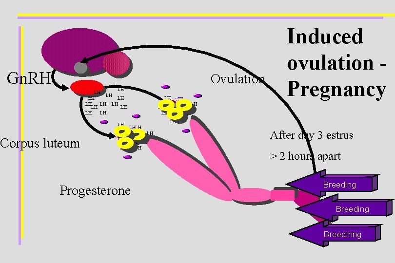 Gn. RH Ovulation LH LH LH LH Corpus luteum LH LHLH LH Progesterone LH
