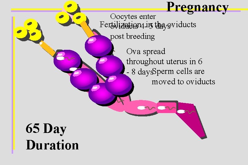 Pregnancy Oocytes enter Fertilization oviducts 4 -in 5 the daysoviducts post breeding Ova spread