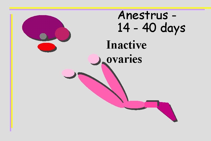 Anestrus 14 - 40 days Inactive ovaries 