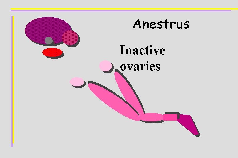 Anestrus Inactive ovaries 