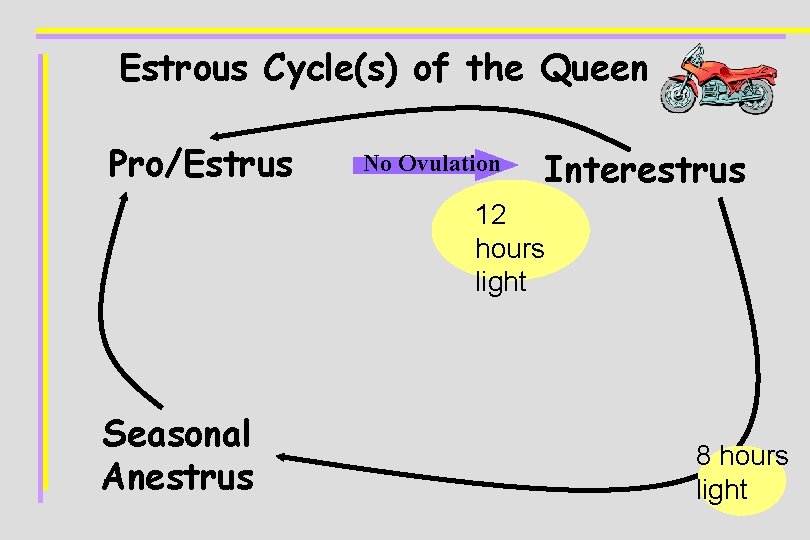 Estrous Cycle(s) of the Queen Pro/Estrus No Ovulation Interestrus 12 hours light Seasonal Anestrus