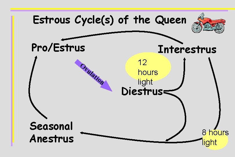 Estrous Cycle(s) of the Queen Pro/Estrus Interestrus Ov ul at io n Seasonal Anestrus