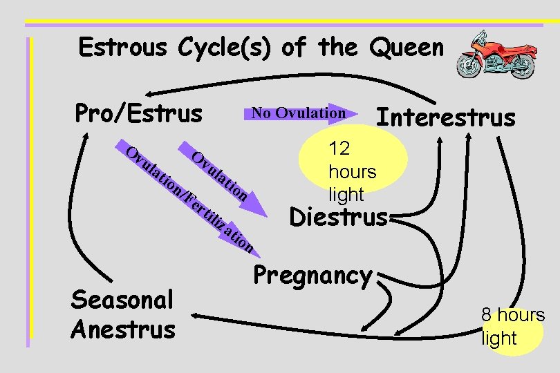 Estrous Cycle(s) of the Queen Pro/Estrus Ov u lat ion Seasonal Anestrus No Ovulation
