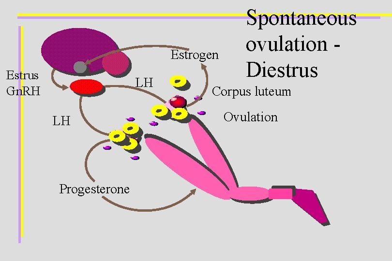 Estrogen Estrus Gn. RH LH LH Progesterone Spontaneous ovulation Diestrus Corpus luteum Ovulation 