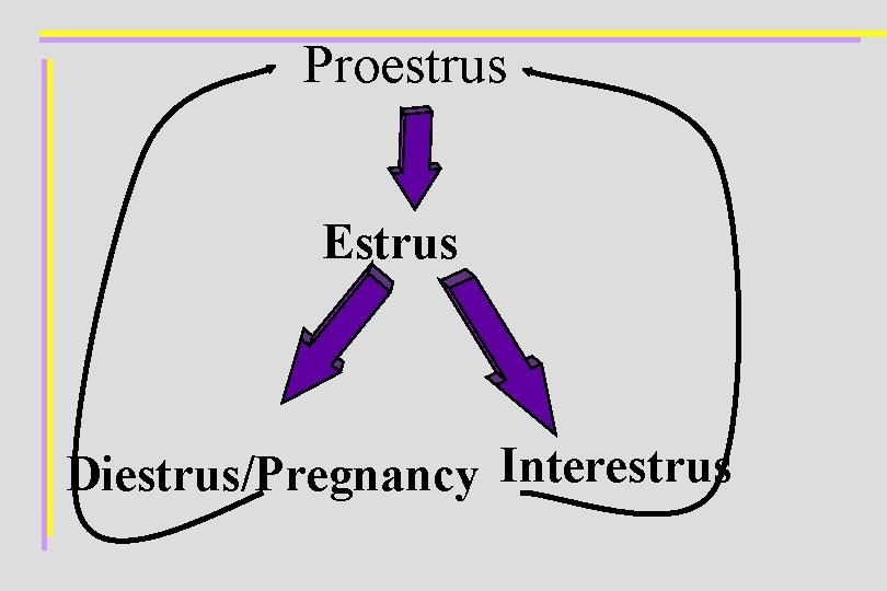 Proestrus Estrus Diestrus/Pregnancy Interestrus 
