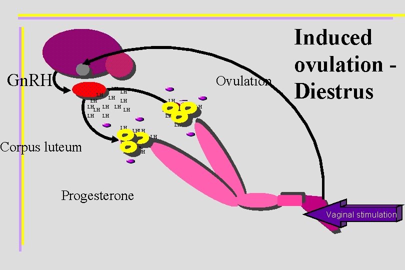 Gn. RH Ovulation LH LH LH LH Corpus luteum LH Induced ovulation Diestrus LH