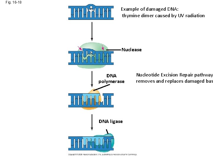 Fig. 16 -18 Example of damaged DNA: thymine dimer caused by UV radiation Nuclease