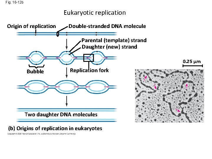 Fig. 16 -12 b Eukaryotic replication Origin of replication Double-stranded DNA molecule Parental (template)