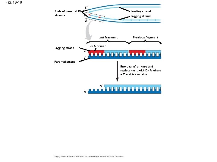 Fig. 16 -19 Ends of parental DNA strands 5 Leading strand Lagging strand 3