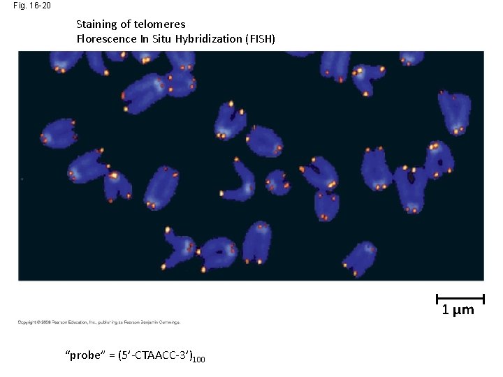 Fig. 16 -20 Staining of telomeres Florescence In Situ Hybridization (FISH) 1 µm “probe”