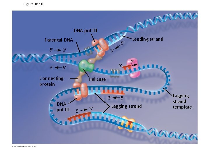 Figure 16. 18 DNA pol III Parental DNA 5 3 5 3 3 5