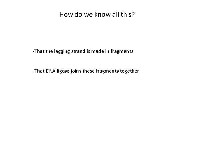 How do we know all this? -That the lagging strand is made in fragments