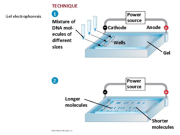 TECHNIQUE Gel electrophoresis 1 Mixture of DNA molecules of different sizes Power source Cathode