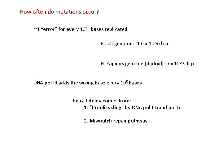 How often do mutations occur? ~1 “error” for every 1010 bases replicated E. Coli