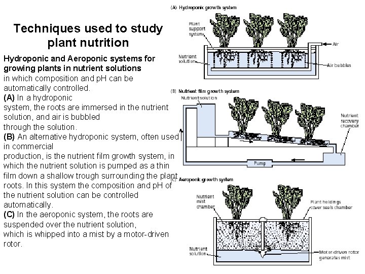 Techniques used to study plant nutrition Hydroponic and Aeroponic systems for growing plants in