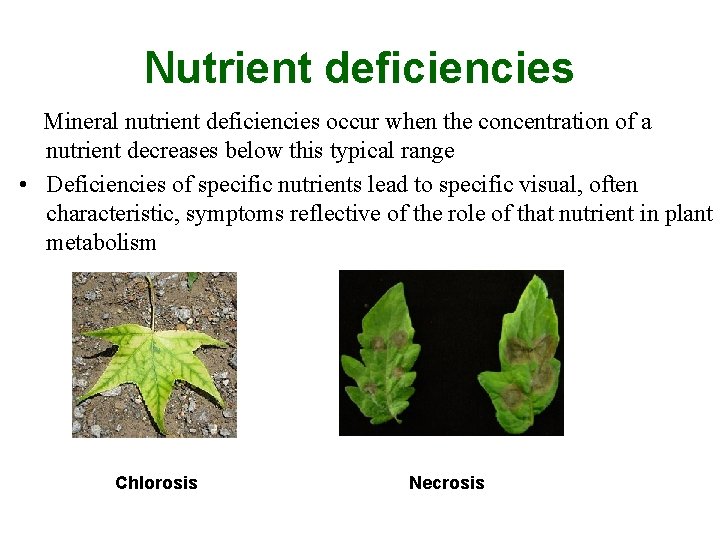 Nutrient deficiencies Mineral nutrient deficiencies occur when the concentration of a nutrient decreases below