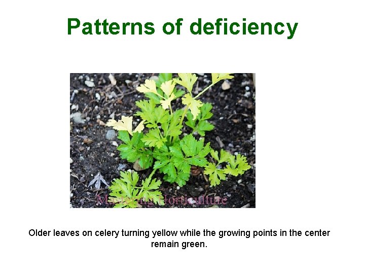 Patterns of deficiency Older leaves on celery turning yellow while the growing points in