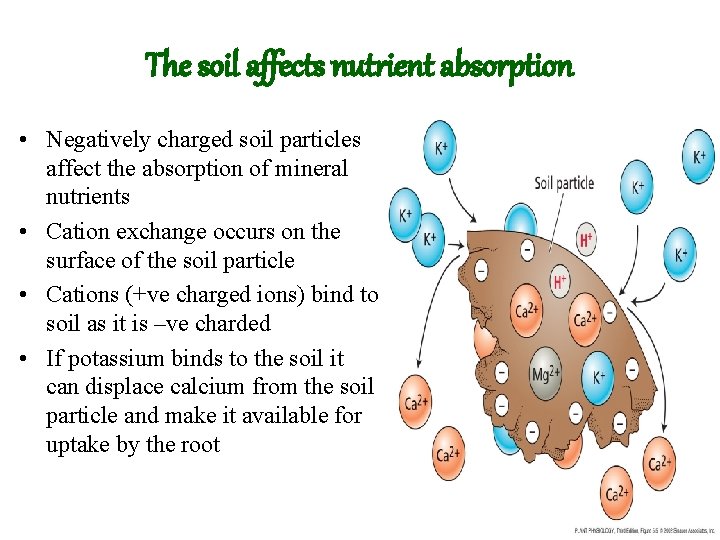 The soil affects nutrient absorption • Negatively charged soil particles affect the absorption of