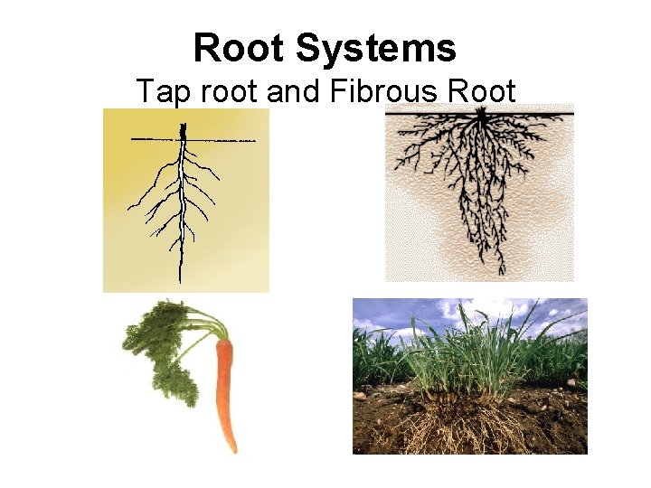 Root Systems Tap root and Fibrous Root 