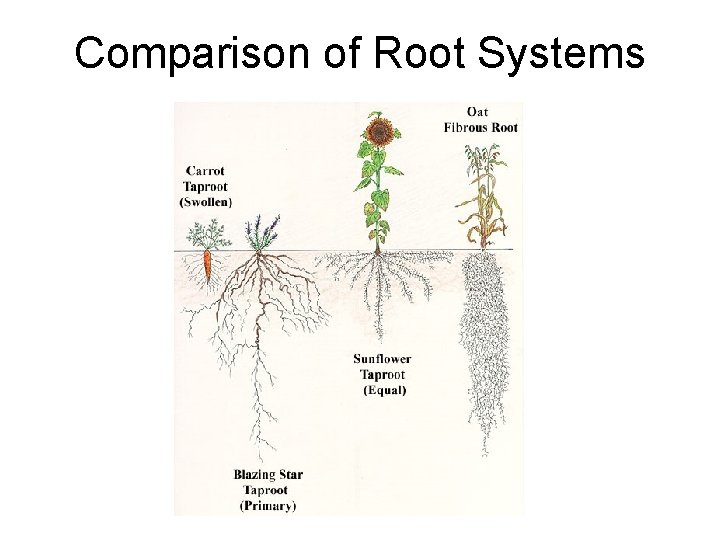 Comparison of Root Systems 