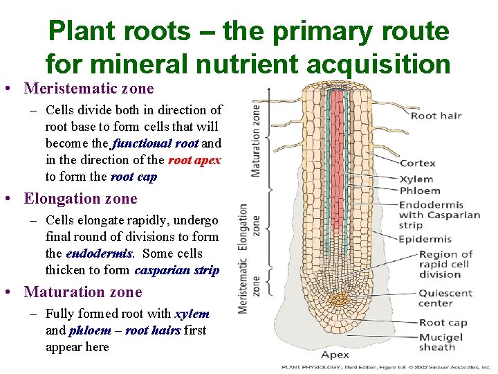 Plant roots – the primary route for mineral nutrient acquisition • Meristematic zone –