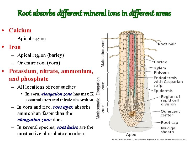 Root absorbs different mineral ions in different areas • Calcium – Apical region •
