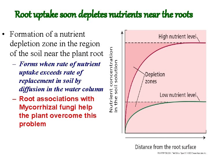 Root uptake soon depletes nutrients near the roots • Formation of a nutrient depletion