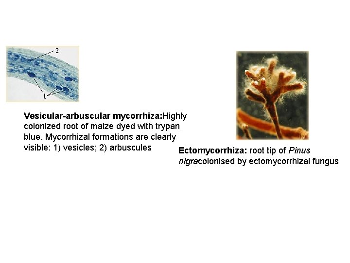 Vesicular-arbuscular mycorrhiza: Highly colonized root of maize dyed with trypan blue. Mycorrhizal formations are