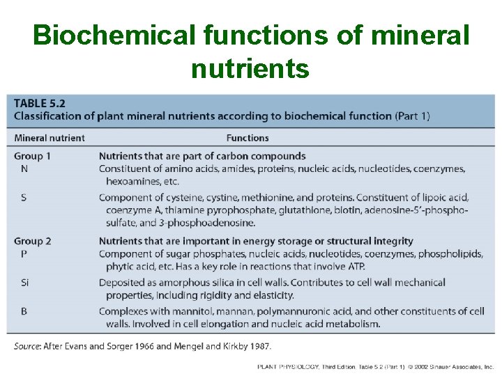 Biochemical functions of mineral nutrients 