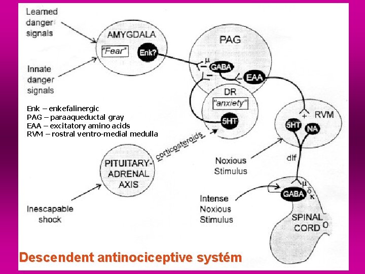 Enk – enkefalinergic PAG – paraaqueductal gray EAA – excitatory amino acids RVM –