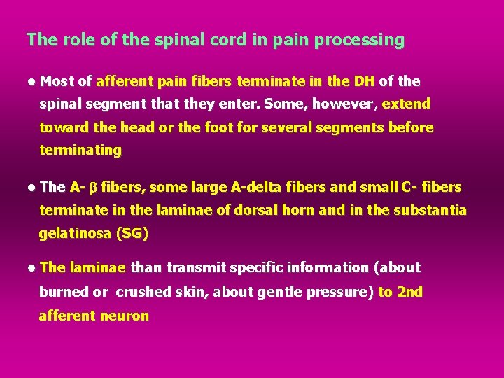 The role of the spinal cord in pain processing • Most of afferent pain