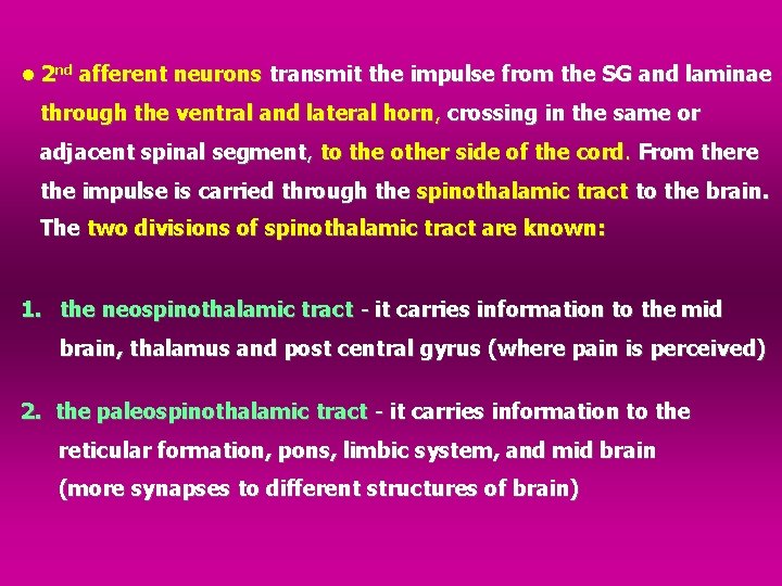  • 2 nd afferent neurons transmit the impulse from the SG and laminae