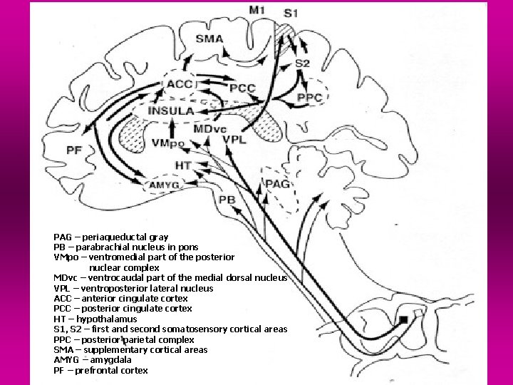 PAG – periaqueductal gray PB – parabrachial nucleus in pons VMpo – ventromedial part