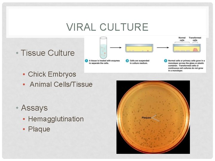 VIRAL CULTURE • Tissue Culture • Chick Embryos • Animal Cells/Tissue • Assays •