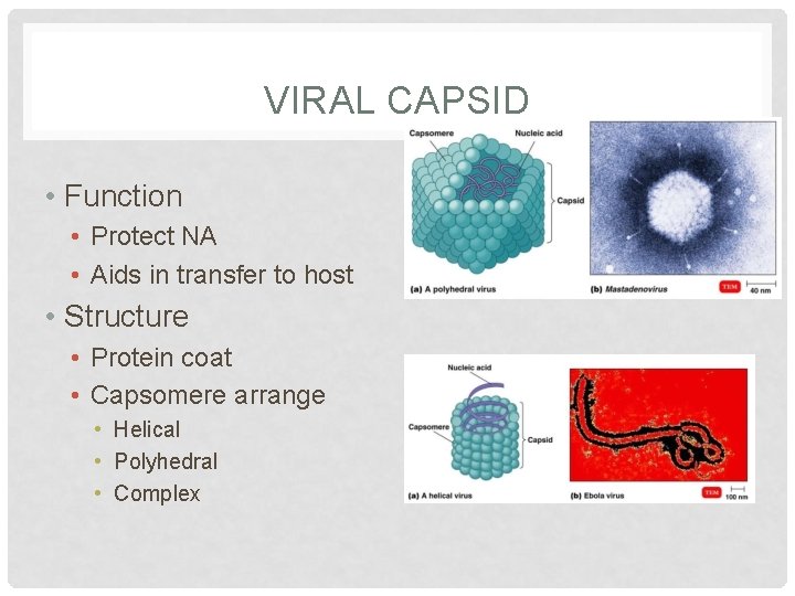 VIRAL CAPSID • Function • Protect NA • Aids in transfer to host •